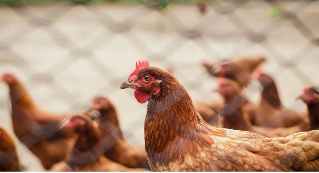 Monitoring the Chickens Post-Move