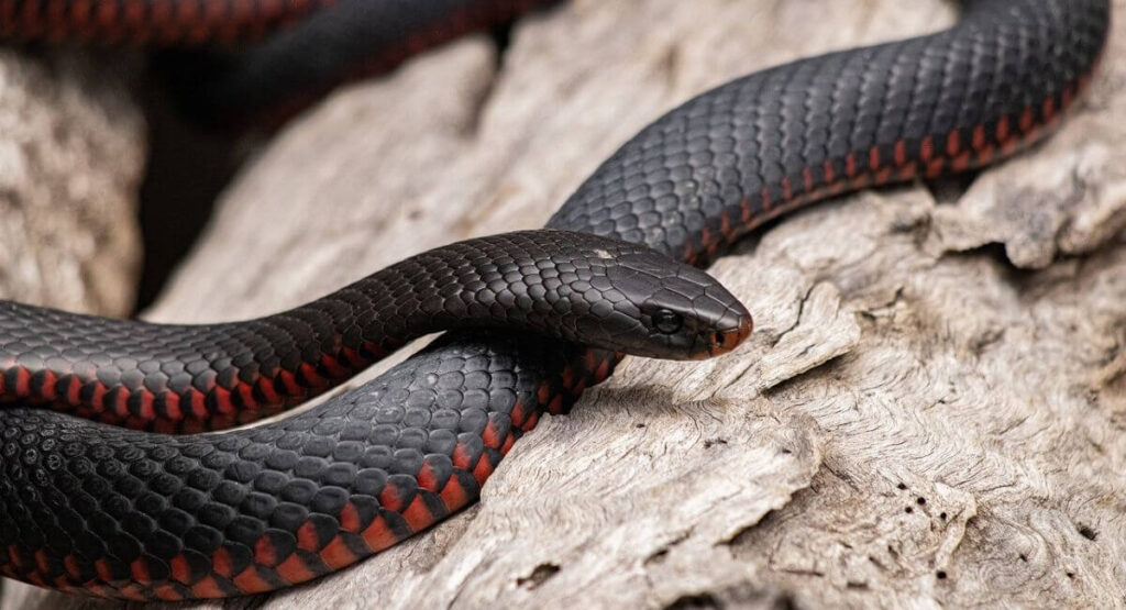 How to Keep Snakes Out of Your Chicken Coop