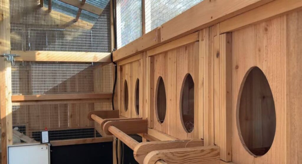 Set Up the Chicken Coop Interior
