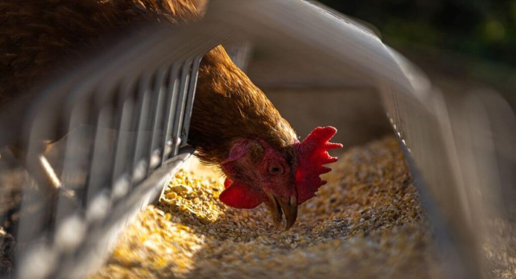 Signs Your Chicks Are Ready for the Coop