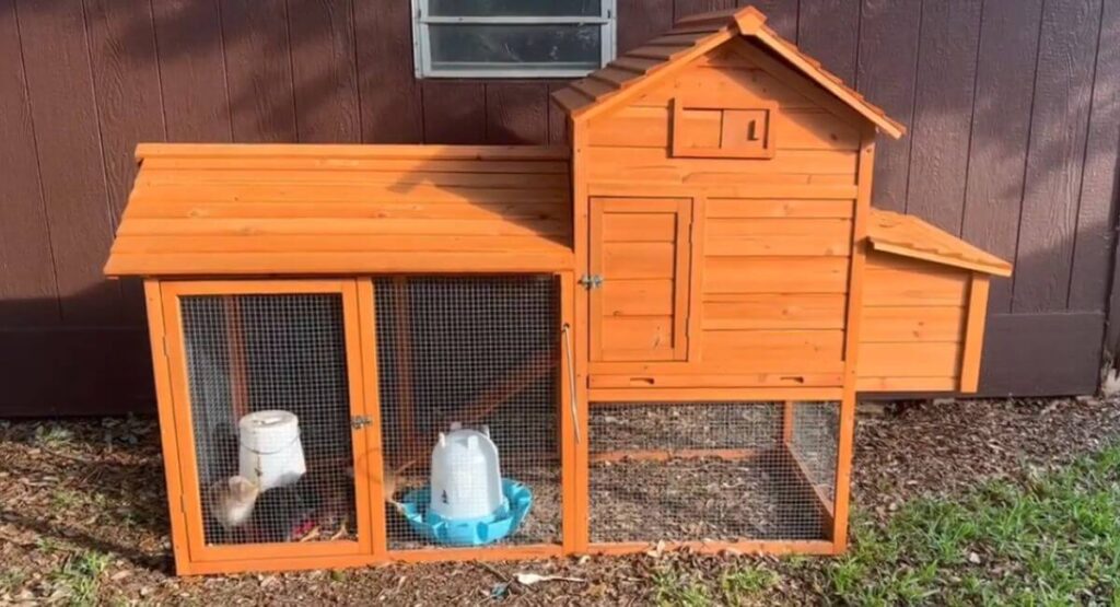 Small Flock (2-5 Chickens)