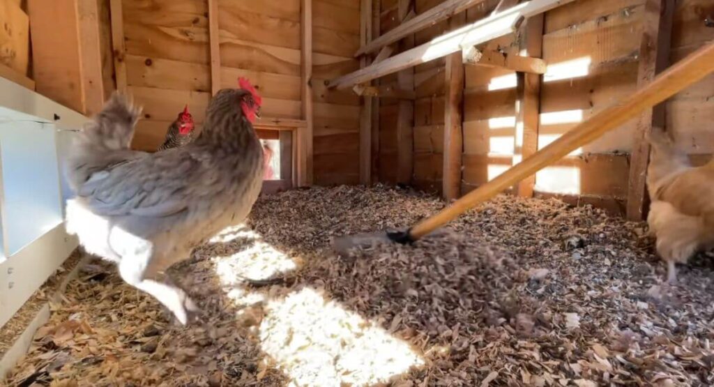 Step by Step Process for Cleaning a Chicken Coop