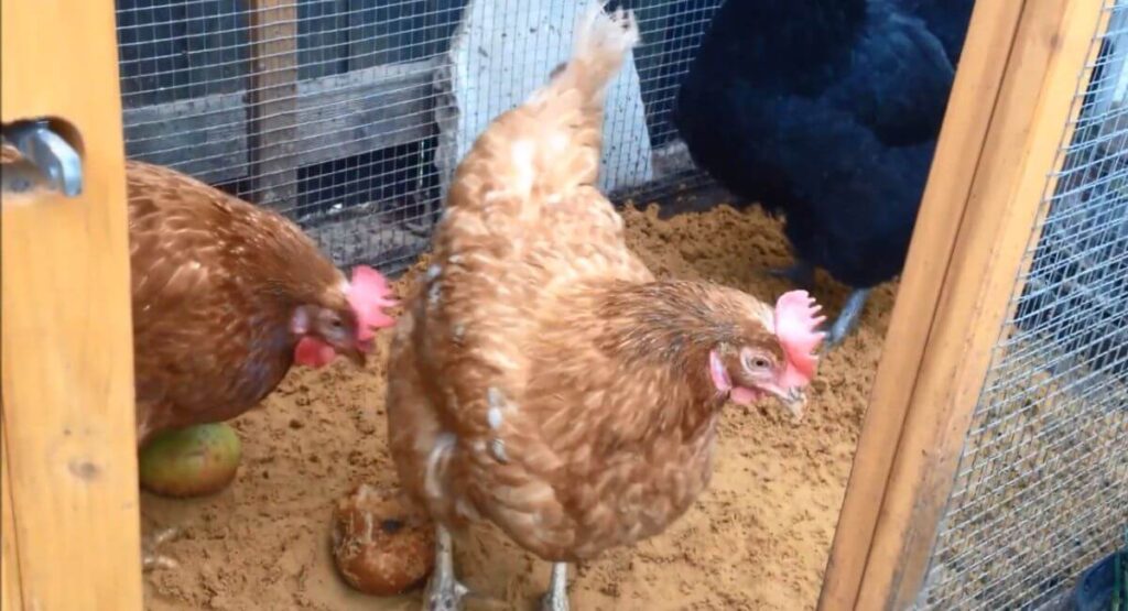 How to Choose the Right Sand for Your Chicken Coop