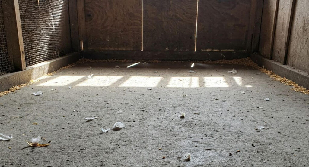 What to use for chicken coop floor