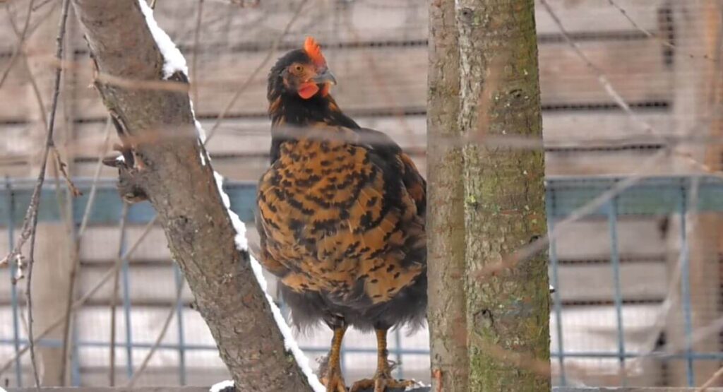 Preparing Your Coop for Winter
