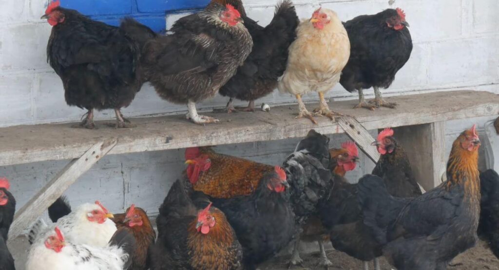 Signs Your Chickens Are Too Cold