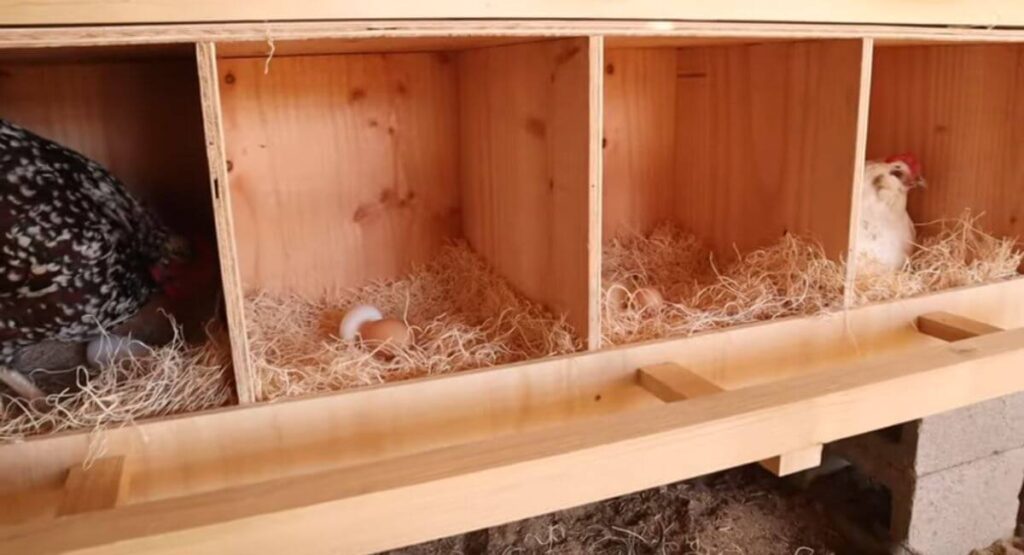 How to Create the Best Nesting Boxes for Your Chickens