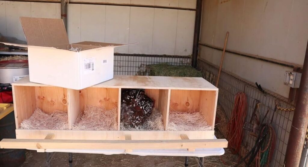 What Might Be Found in Nesting Boxes? Chicken Coop Shop