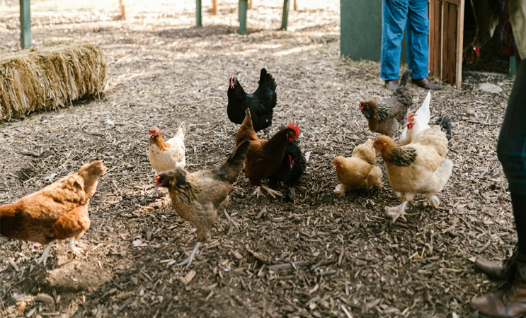 DIY Chicken Coop Under $200