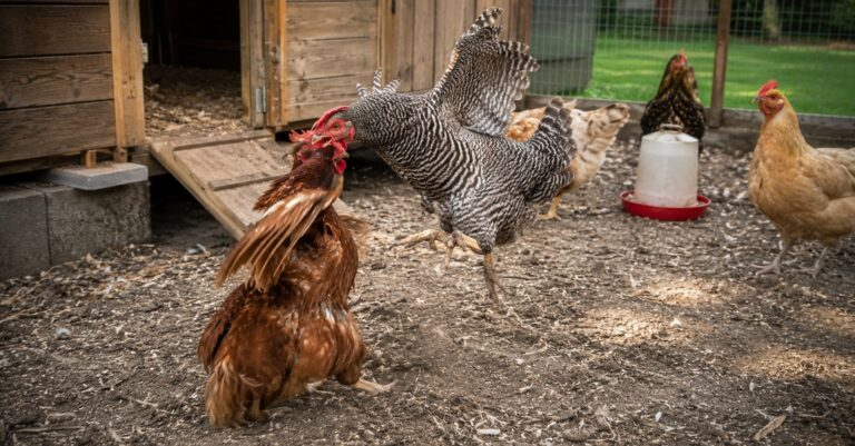 Backyard chickens in a clean run showing natural flock behavior near a secure chicken coop
