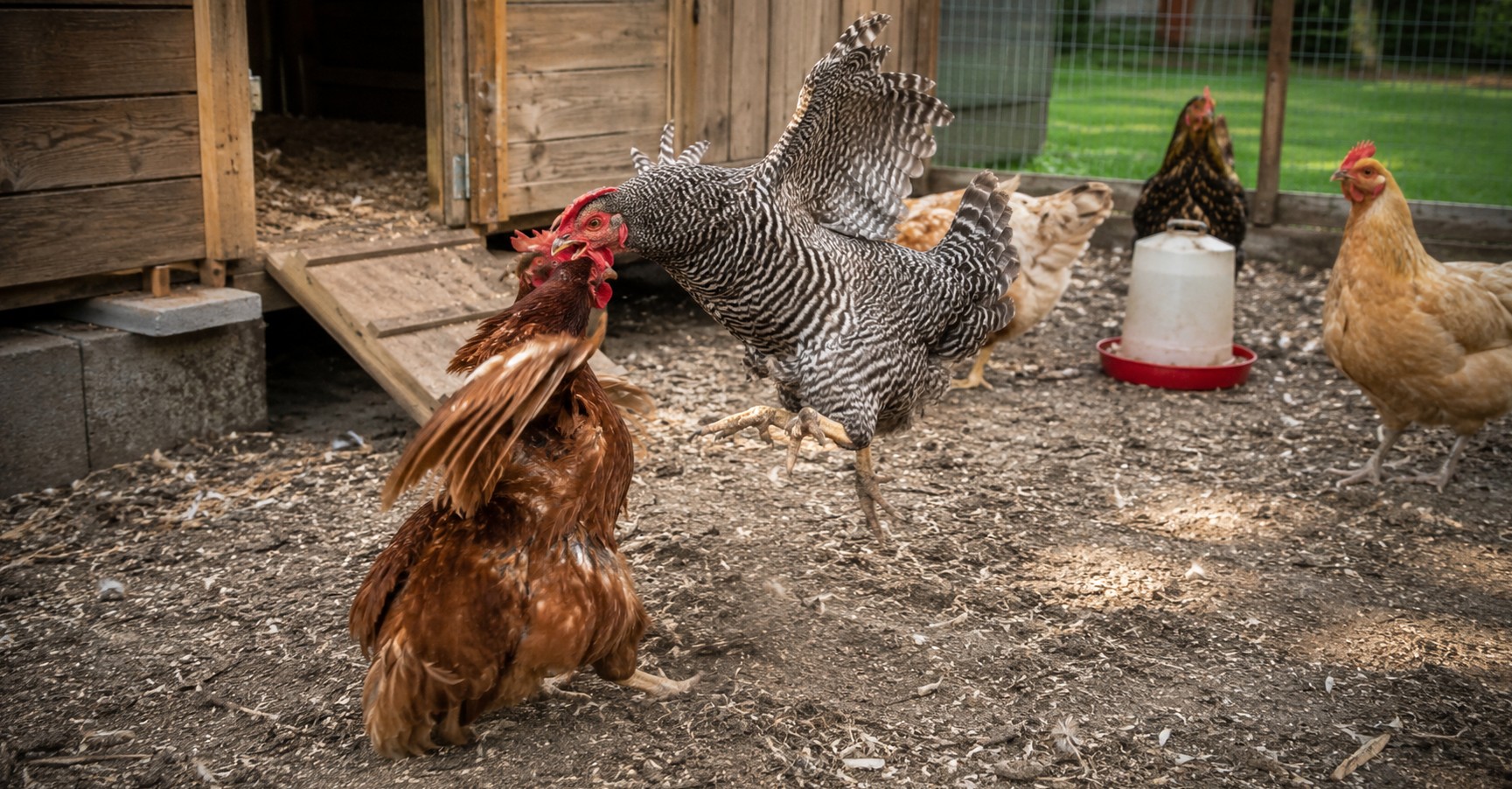 Backyard chickens in a clean run showing natural flock behavior near a secure chicken coop