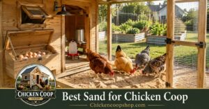 Coarse sand bedding in a clean backyard chicken coop with healthy hens and nesting boxes